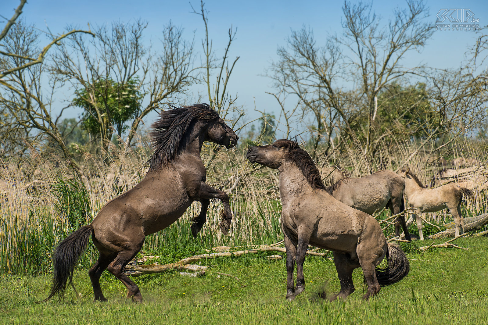 Konik paarden - Oostvaardersplassen De Oostvaardersplassen in Flevoland is het grootste nationale park in Nederland. Het is een groot moerasgebied met rietvlaktes, ruige graslanden en waterplassen waar duizenden vogels zoals ganzen, lepelaars, aalscholvers, reigers, ... vertoeven. 25 jaar geleden werden er ook edelherten, heckrunderen en konik paarden uitgezet. Nu leven er ongeveer 1000 wilde paarden, de grootste populatie in Europa. De konik is van oorsprong een Pools en Wit-Russisch klein wild paard. Ze leven in grote groepen met veel veulens en er is vaak veel interactie en zelfs gevechten. Het is fantastisch om tussen de vele paarden te kunnen vertoeven. Stefan Cruysberghs